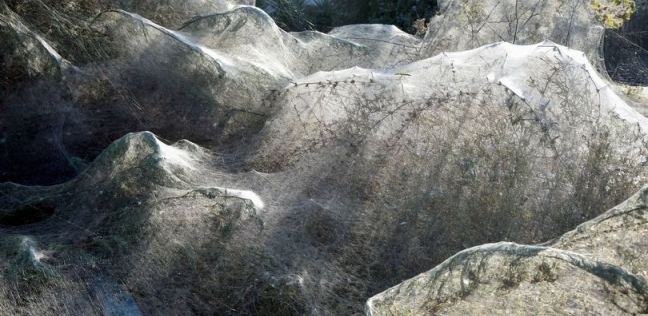 شبكة عنكبوت ضخمة غطت 300 متر بمنتجع سياحي في اليونان