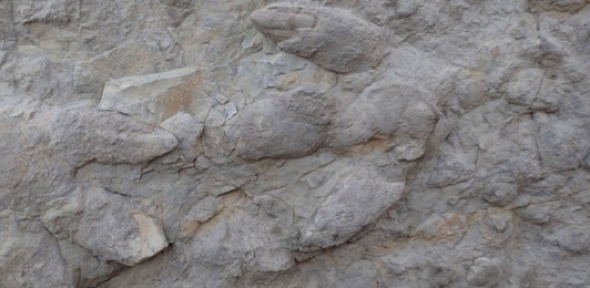 آثار أقدام ديناصورات