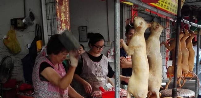 حدث سنوي لمدة 10 أيام حيث يتم تناول أكثر من 10000 كلب بالصين
