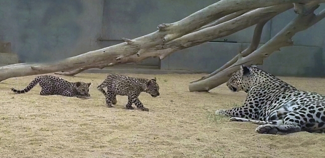ولادة صغيرين جديدين من النمور