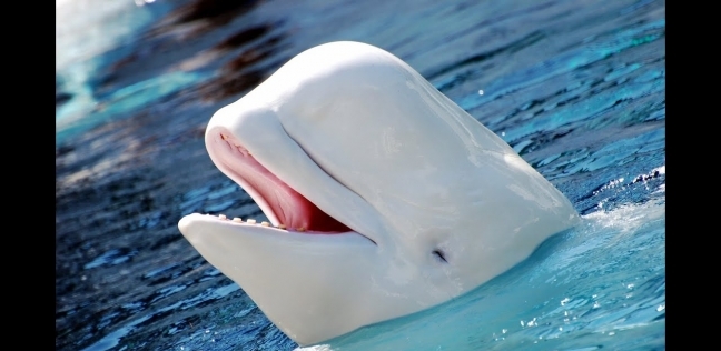 السلطات الفرنسية تسابق الزمن لإنقاذ الحوت التائه: «اطعموه كوكتيل فيتامينات»