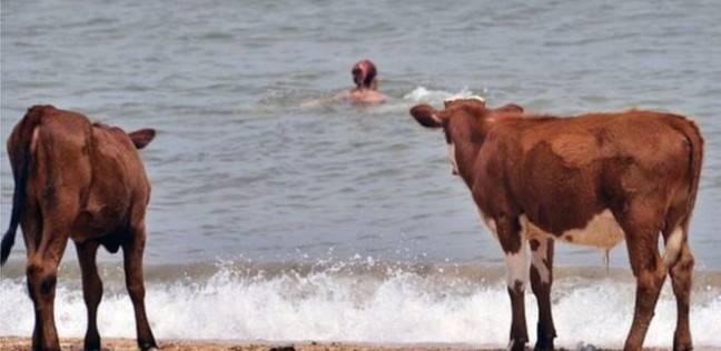 بسبب "موجة الحر".. السويد تسمح للأبقار بزيارة "شواطئ العراة" لتهدئتها