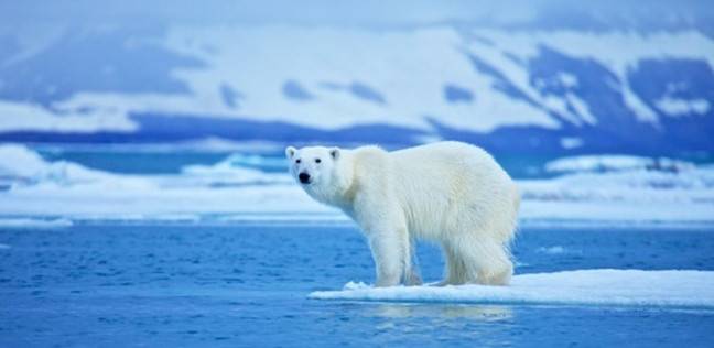 الدراسة أكدت صعوب اصطياد حيوانات القطب الشمالي بسبب احتمالية اختفاء الجليد