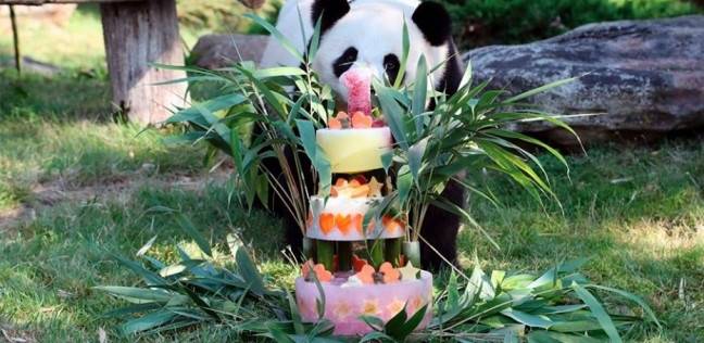 حديقة حيوان "بوفال" تحتفل بعيد ميلاد أول باندا يولد في فرنسا