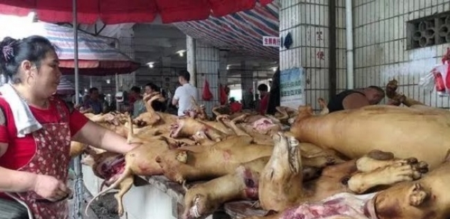 العثور على حيوانات ميتة في الصين