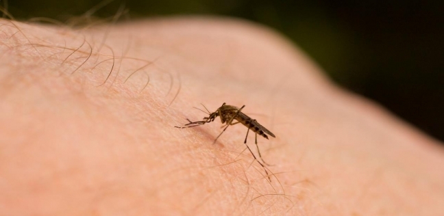 الإصابة بالملاريا