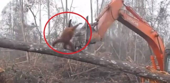 مشهد مؤثر لقرد يدافع عن "منزله" ويقاتل حفارا يقتلع الاشجار