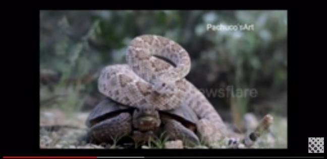 مقطع من فيديو الصداقة بين الثعبان والسلحفاه