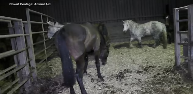 مشاهد مروعة من داخل مدبح: قتل الخيول وسلخها بطريقة غير انسانية
