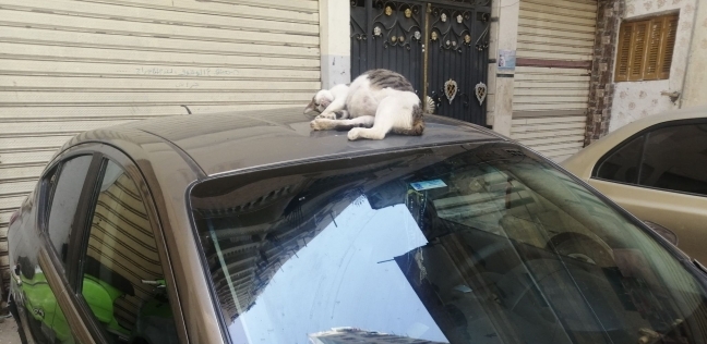 قطة تنام فوق السيارة