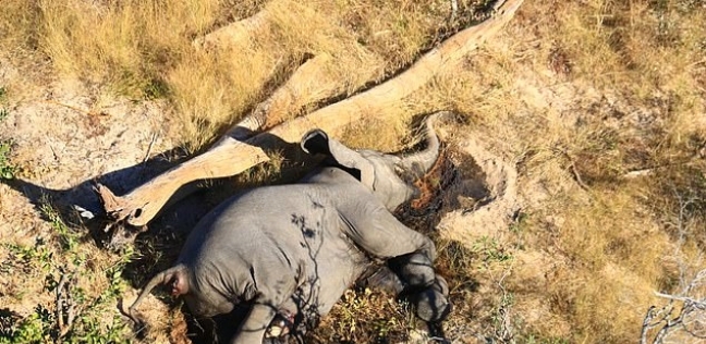 نفوق أعداد كبيرة من الأفيال في بتسوانا