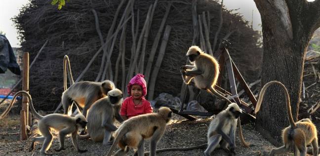 الطفل الهندي واصدقائه القرود