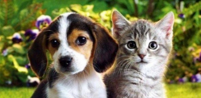 حكومة بريطانيا تخطط لتركيب بطائق تعريفية للقطط والكلاب