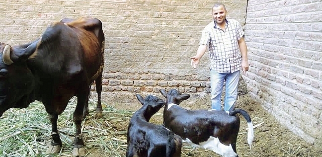 «طارق» أثناء رعاية صغار البقر