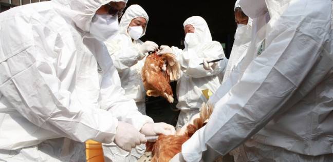 تعرف إلى السلالة الجديدة من إنفلونزا الطيور بعد أول إصابة به في العالم