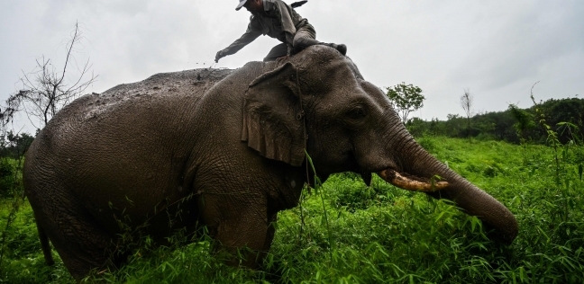 صورة سيلفي كادت تنهي حياة رجل وابنته: فيل ضخم حاول قتلهما