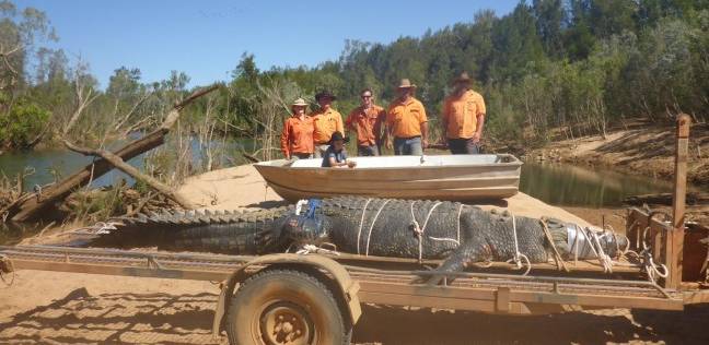 بعد 8 سنوات من المطاردة.. القبض على تمساح يزن 600 كج في أستراليا