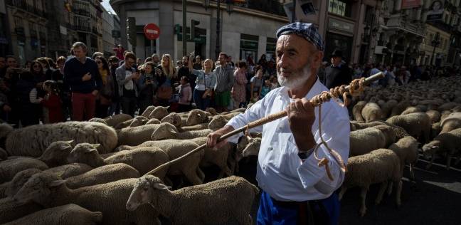 بالصور| مئات الأغنام تتجول في "مدريد" والسبب "مهرجان من العصور الوسطى"
