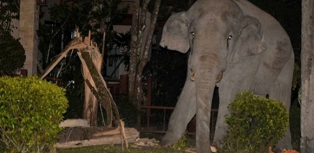 قطة تمنع فيل من دخول منزل صاحبها