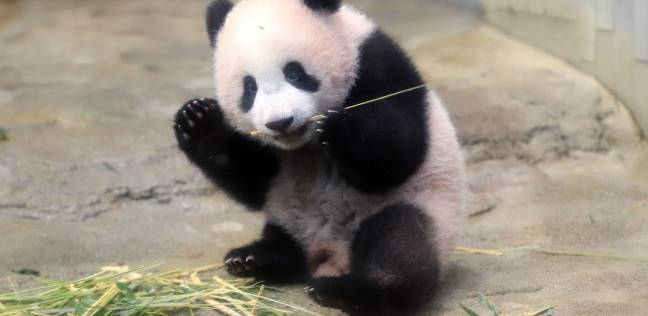 الباندا "شيانغ" المولود منذ 6 أشهر ومعرض حديقة الحيوان باليابان