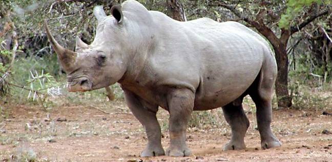 وحيد القرن اوديتا