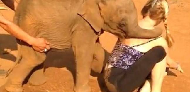 بالفيديو| فيل صغير يمنع سائحة من المغادرة بخفة ظله