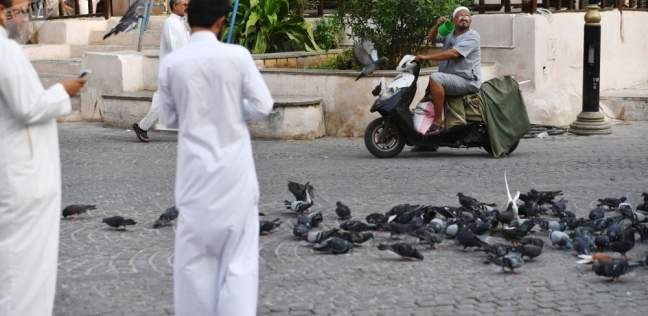 ضبط سعودى عذب القطط بالكلاب في المدينة المنورة للتحقيق معه