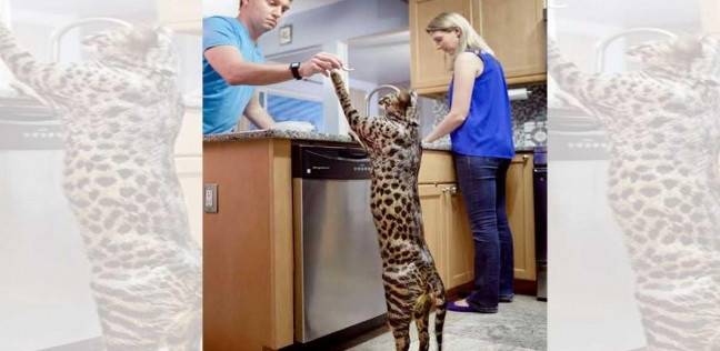 أطول قط في العالم