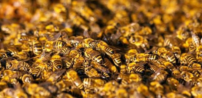 امرأة تصارع الموت بعدما هاجمتها 80.000 نحلة