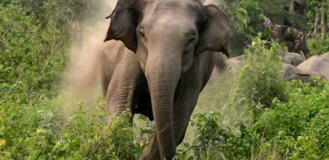 فيل غاضب يهاجم السياح خلال رحلة سفاري