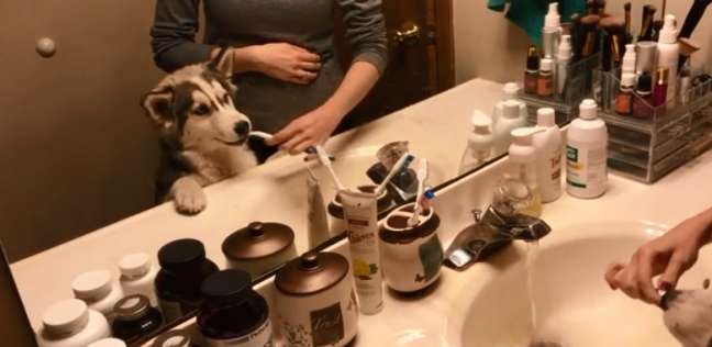 كلبة تغسل أسنانها