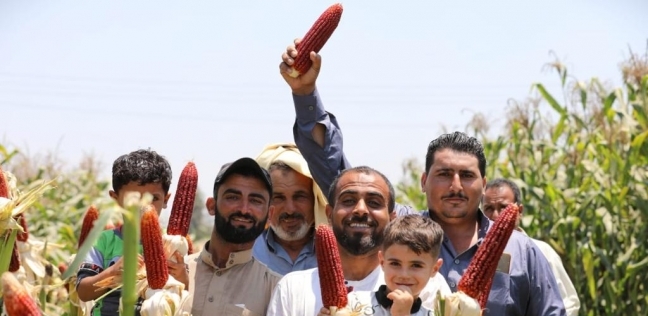نجاح زراعة الذرة الحمراء في مصر