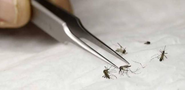 اكتشاف سر بقاء طفيل الملاريا على قيد الحياة