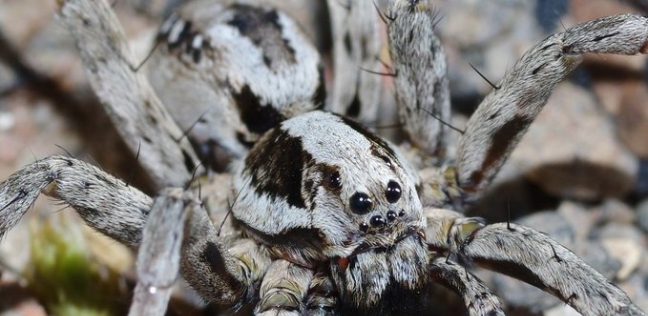 عنكبوت مهدد بالانقراض يظهر بعد غياب ربع قرن