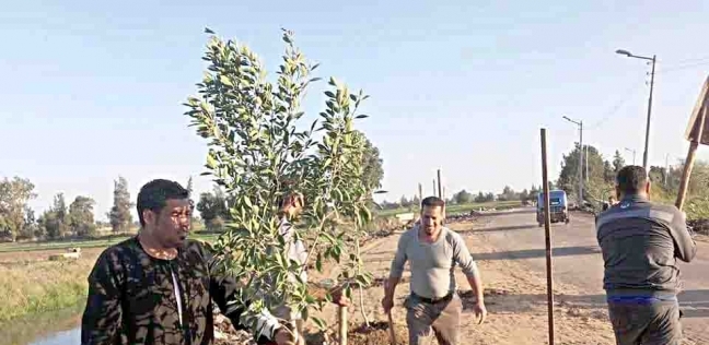 أهالى «الزرقا» يشجرون وينظفون قريتهم