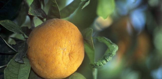 "البرتقال بيقوي النظر".. دراسة أسترالية تكتشف فوائد جديدة للبرتقال