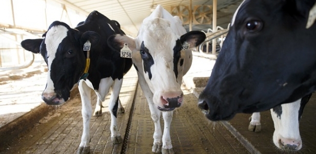 "بسرعة 5G".. تقنية جديدة لحلب الأبقار آليا في انجلترا