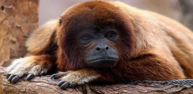 "للمرة الأولى".. اكتشاف تزاوج القردة مع أنواع أخرى في غينيا