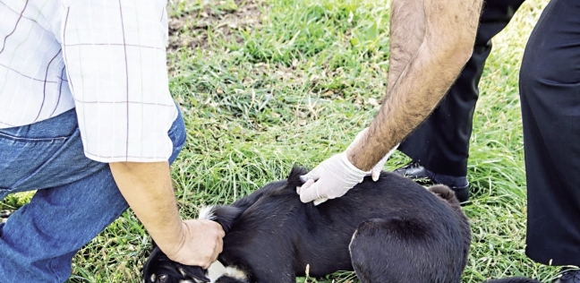 حملة لتطعيم الكلاب في منطقة شيراتون