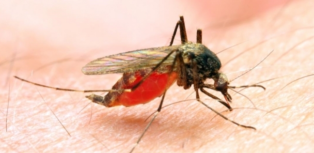 «الكشف البصري المغناطيسي البلوري».. آلية جديدة للكشف عن الملاريا