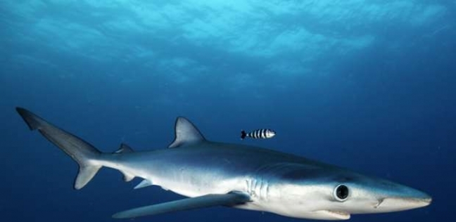 هجوم أسماك القرش هو الأعلى فى  أستراليا منذ 5 عاما