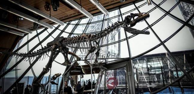 عرض هيكل لديناصور نادر في مزاد علني بباريس بسعر 150 مليون دولار