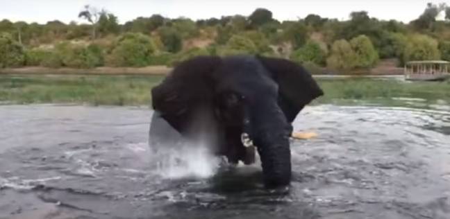 فيل غاضب يهاجم زورقا للسياح