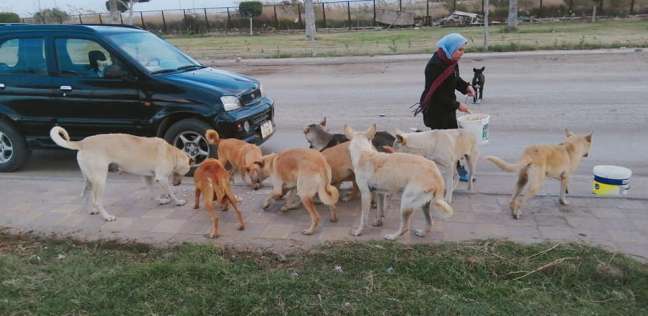 «إيثار» تطعم الكلاب فى الشارع