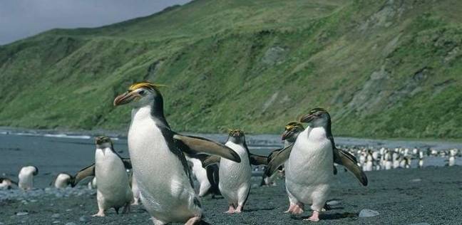 علماء: البطريق الملكي مهدد بالانقراض!