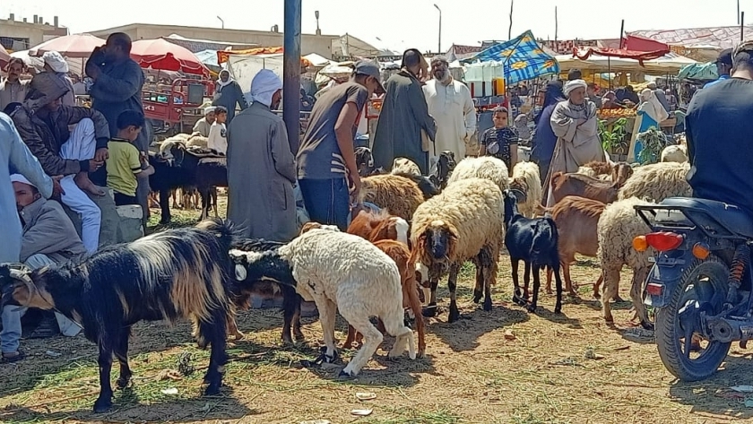 سوق المواشي في محافظة السويس