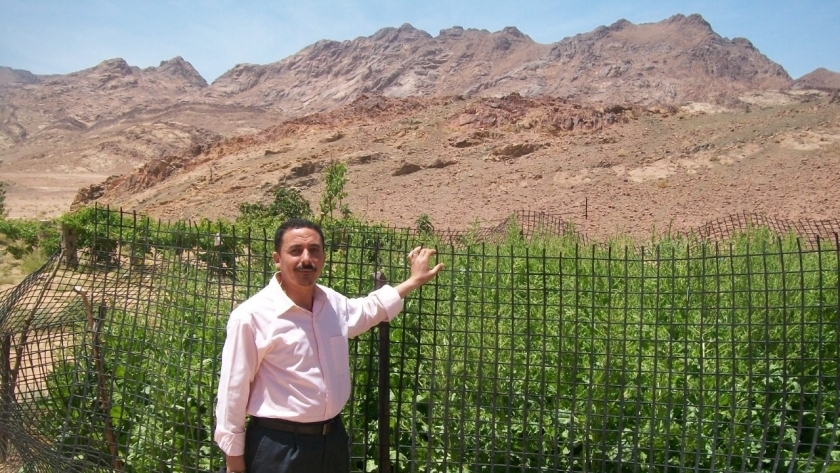 مزرعة انتاج تقاوي بنجر السكر في سانت كاترين بجنوب سيناء