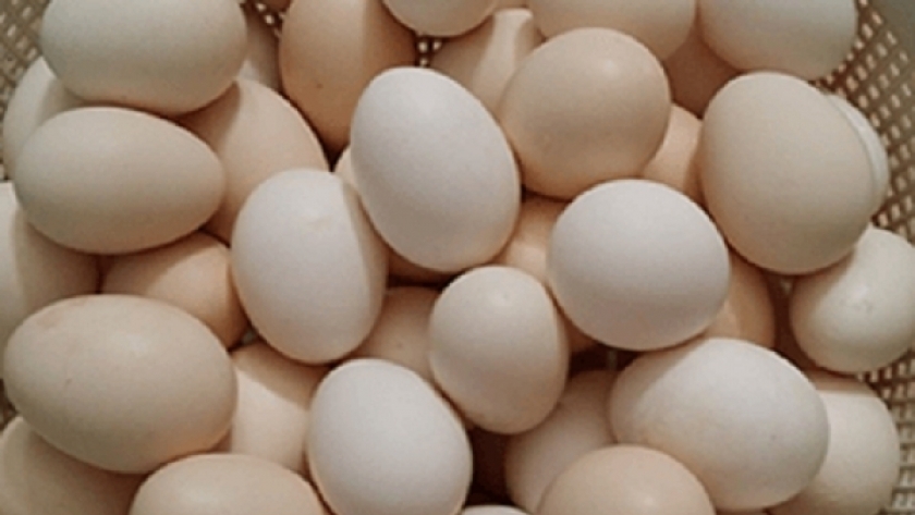 انخفاض أسعار البيض اليوم .. تعرف عليها