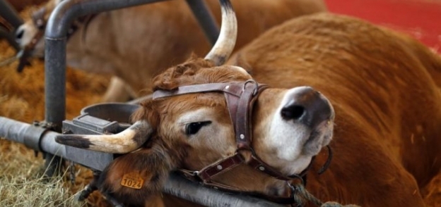 المنظمة العالمية لصحة الحيوان: سويسرا تعلن عن أول إصابة بـ"جنون البقر"