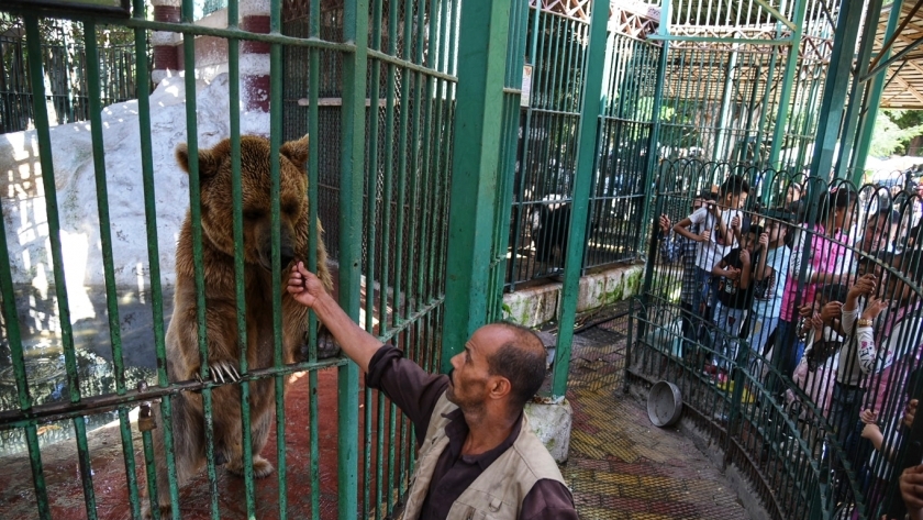 الدببة في حدائق الحيوان